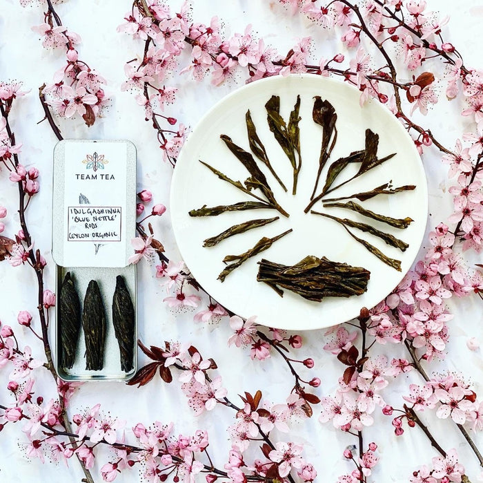 A white background with wild plum flowers and wet tea leaves as well as an open slide tin containing three tea rods