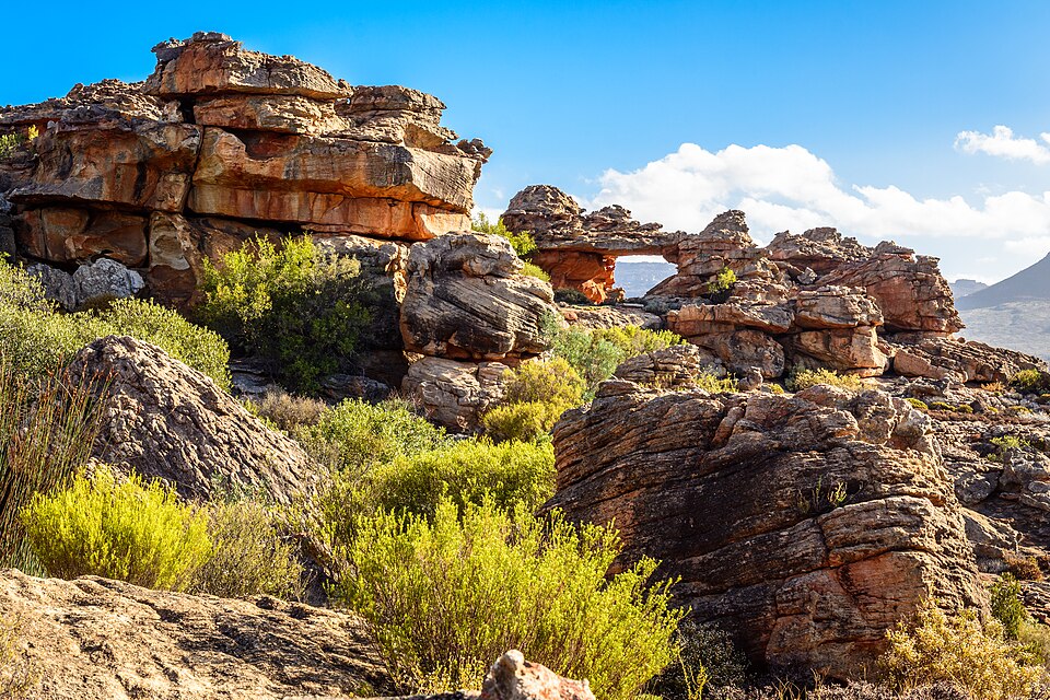 Rooibos, honestly: what redbush really is, where it comes from, and whether it's good for you