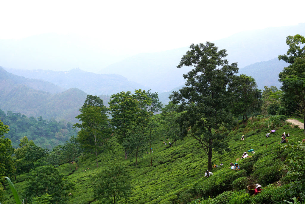 Darjeeling: the champagne of teas, and why it matters more than ever