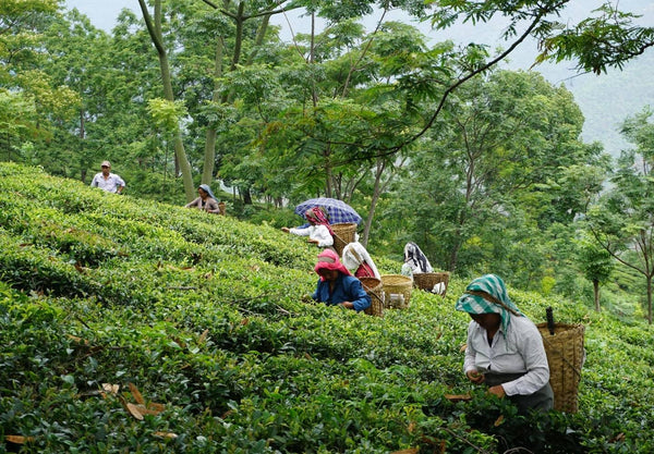 Tea pickers in the lush tea fields of Darjeeling India. The pickers have baskets on their backs.